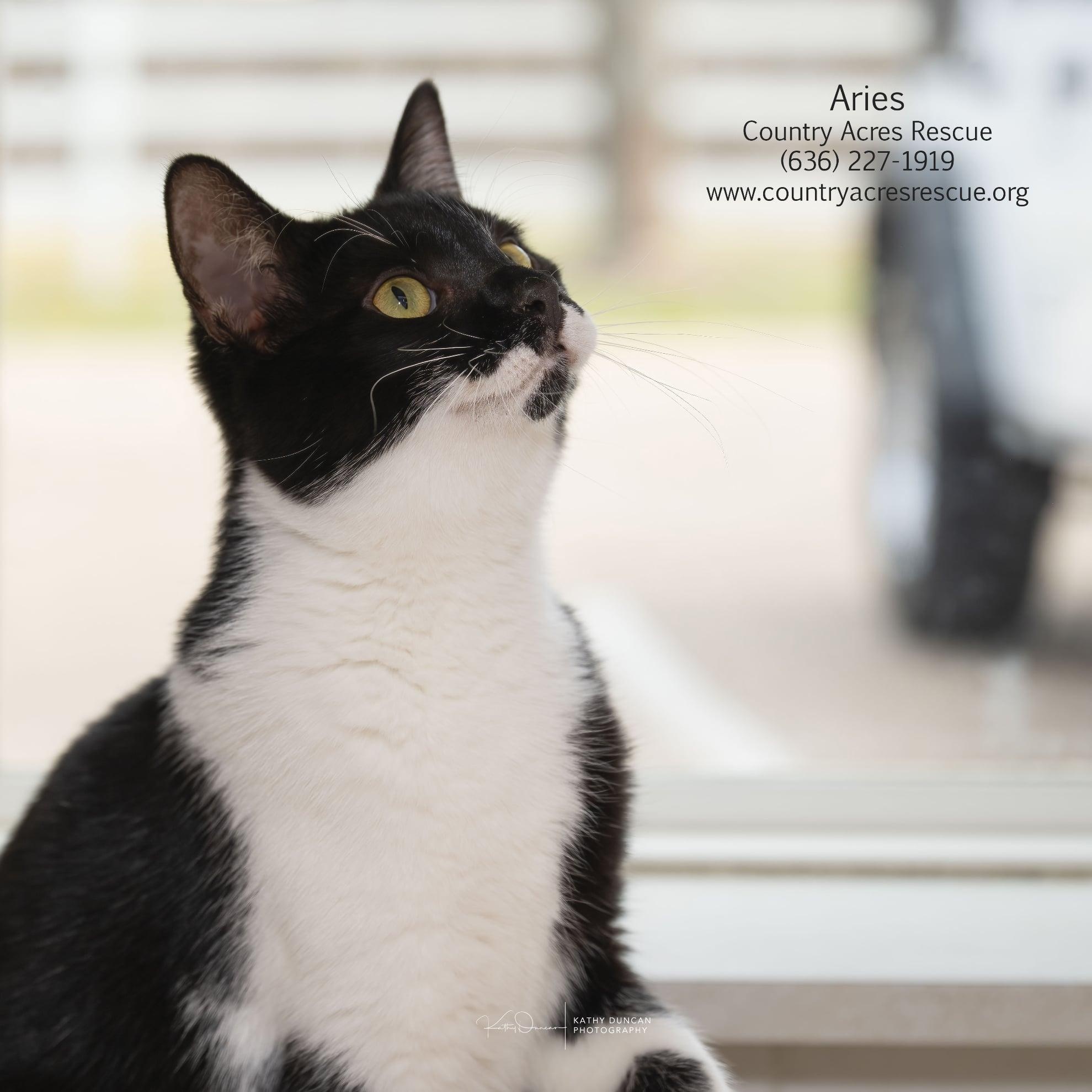 Aries, Adoptable, Kitten Female Domestic Short Hair.