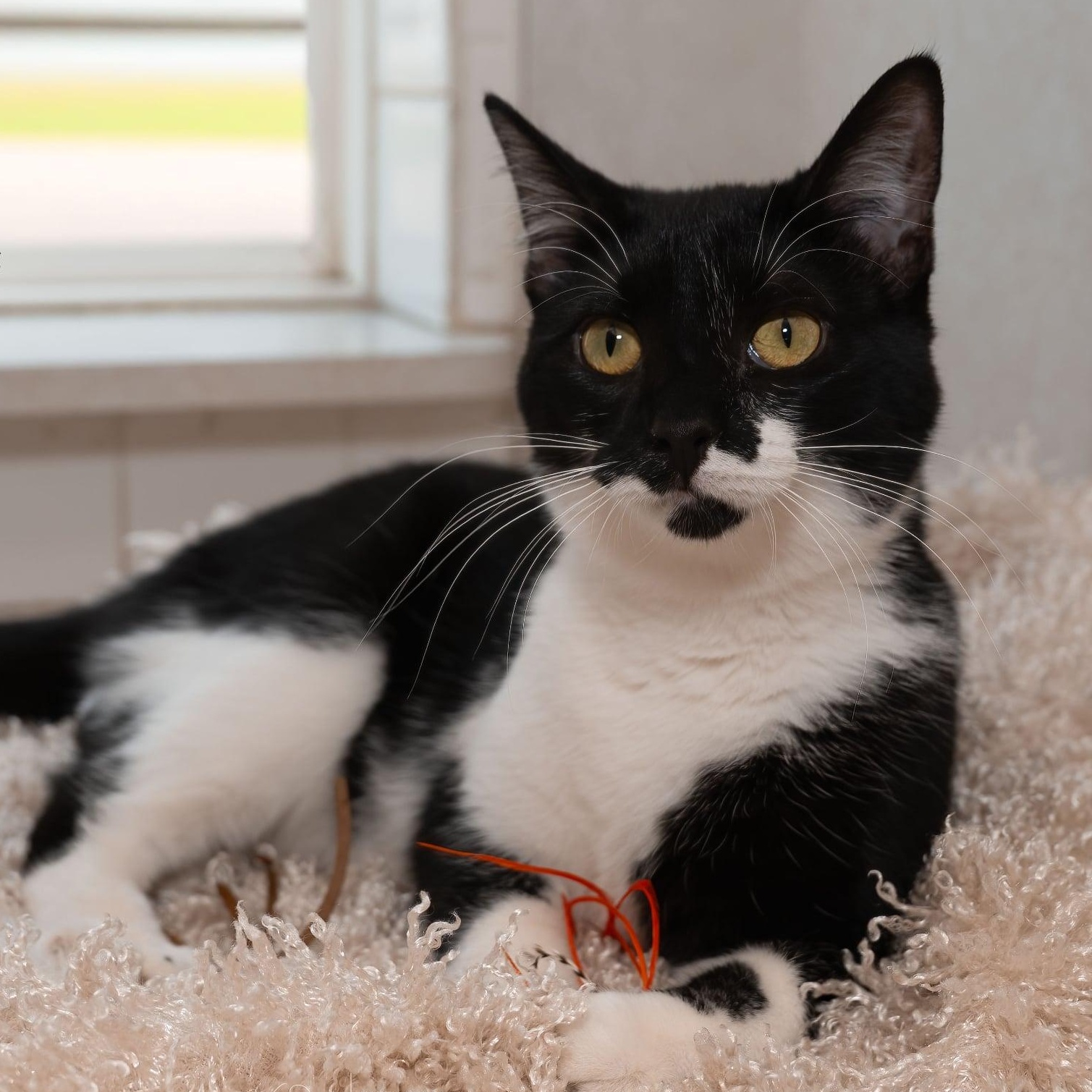 Enlarge Aries, a Adoptable Domestic Short Hair in Manchester, MO image 2/3