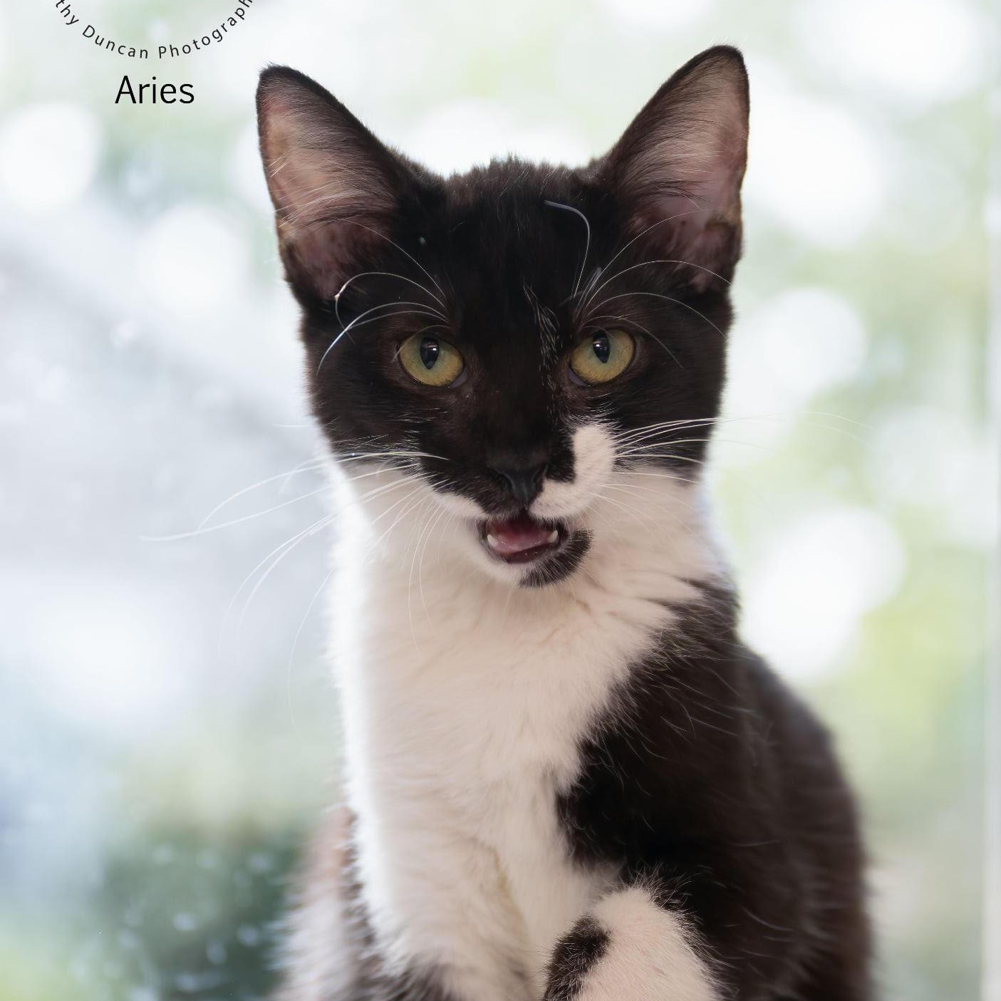 Aries, a Adoptable Domestic Short Hair in Manchester, MO image 2/2