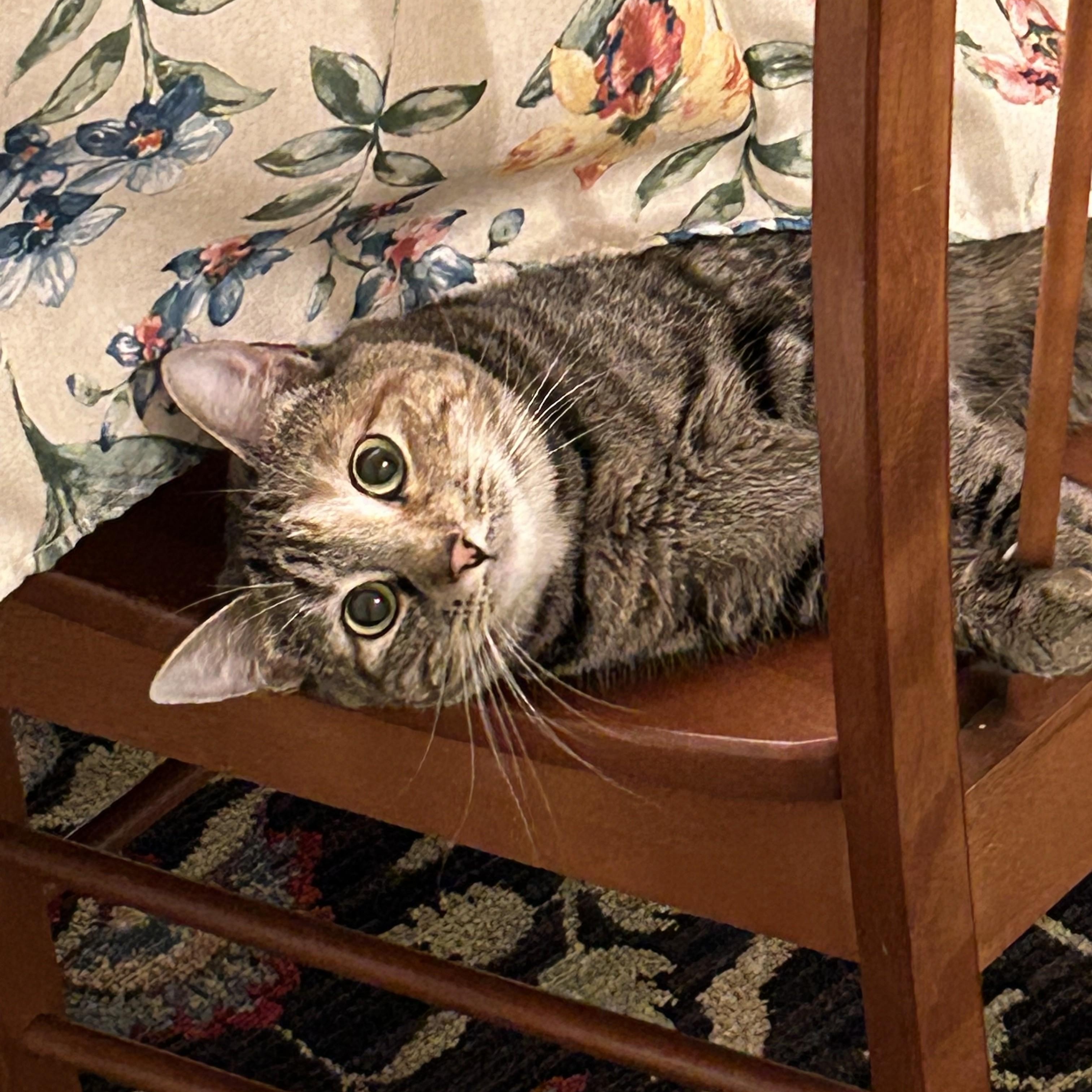 Milley, a Adoptable Domestic Short Hair in Albany, NY image 1/6