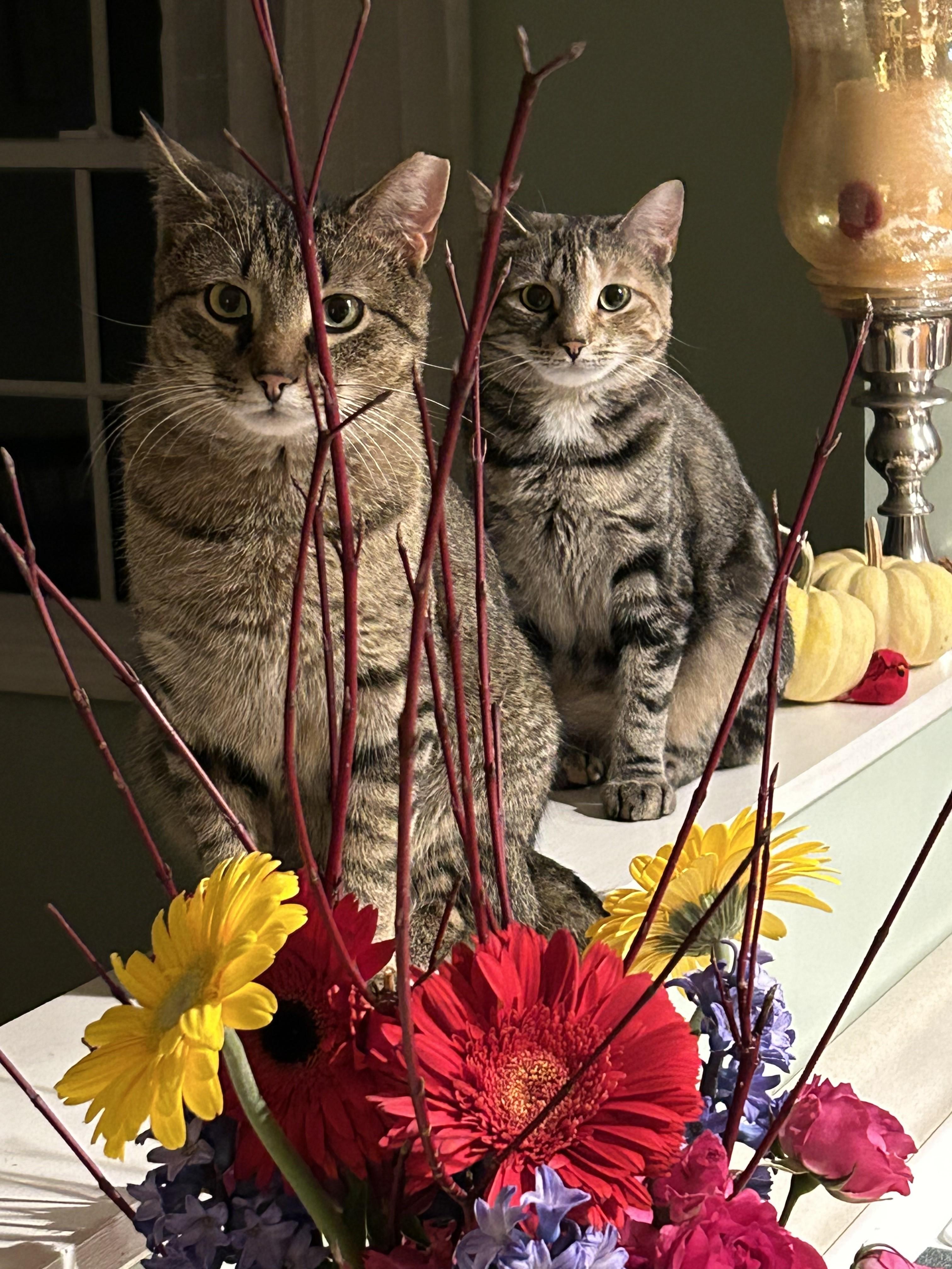 Milley, Adoptable, Adult Female Domestic Short Hair.