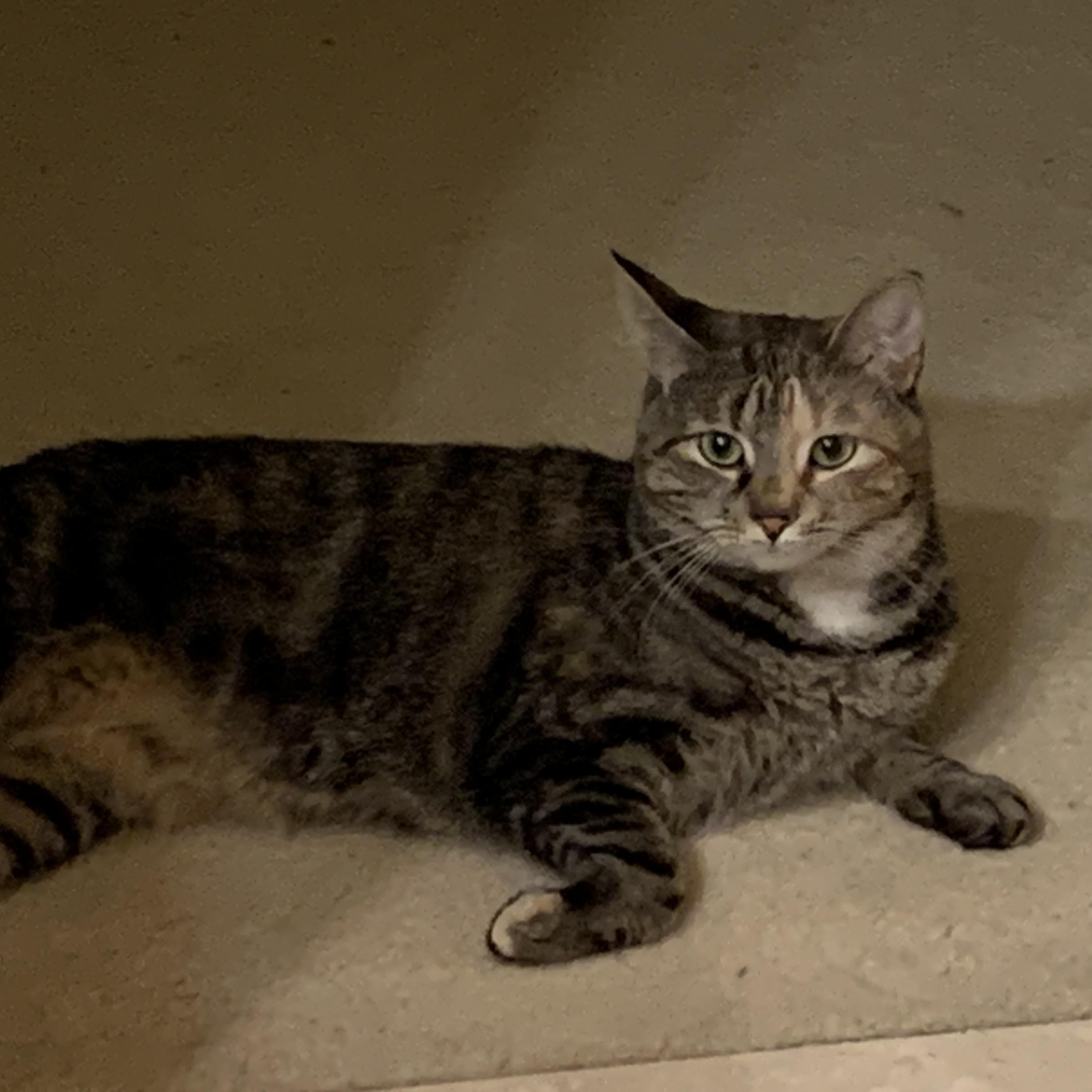 Milley, a Adoptable Domestic Short Hair in Albany, NY image 3/6