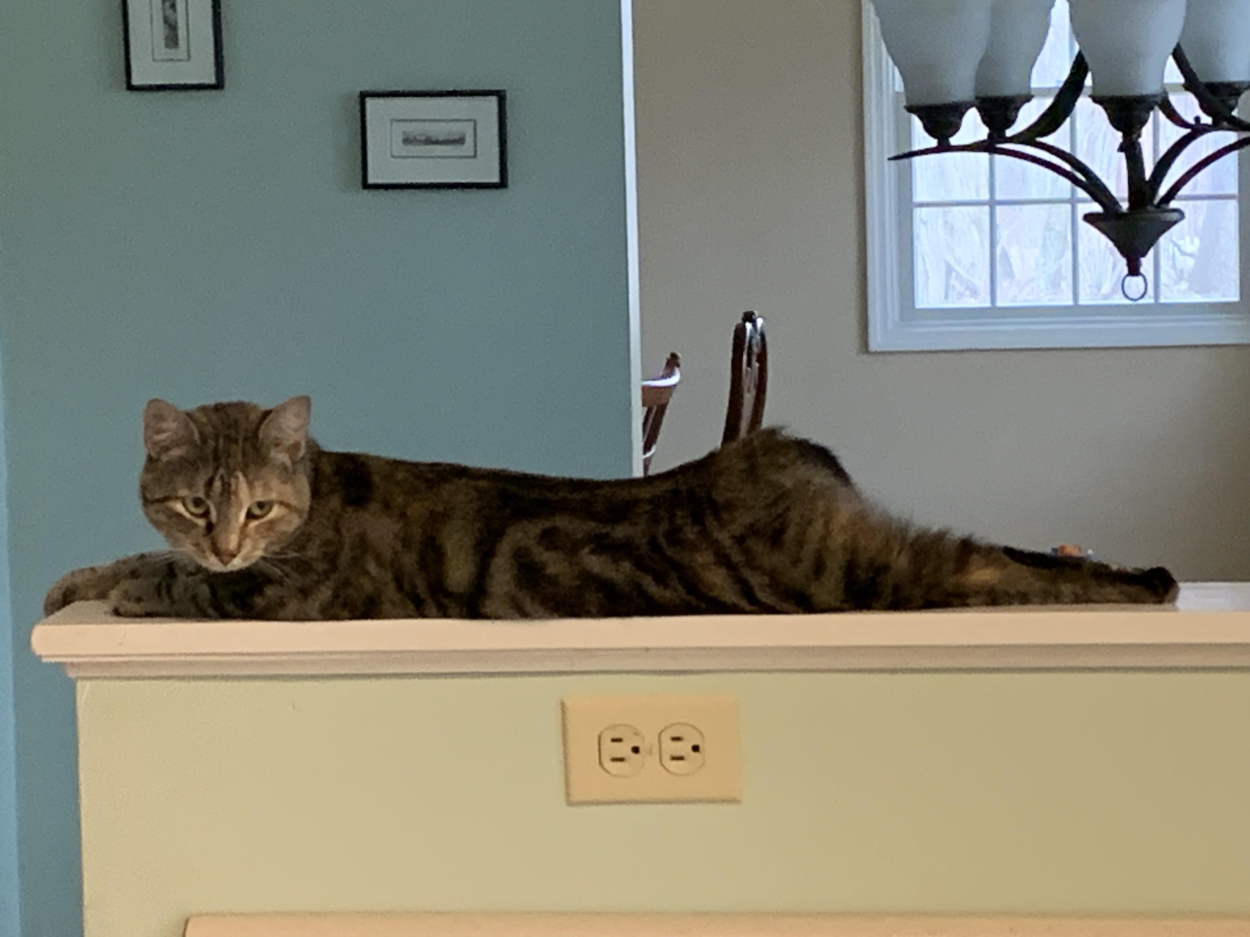 Milley, a Adoptable Domestic Short Hair in Albany, NY image 4/6