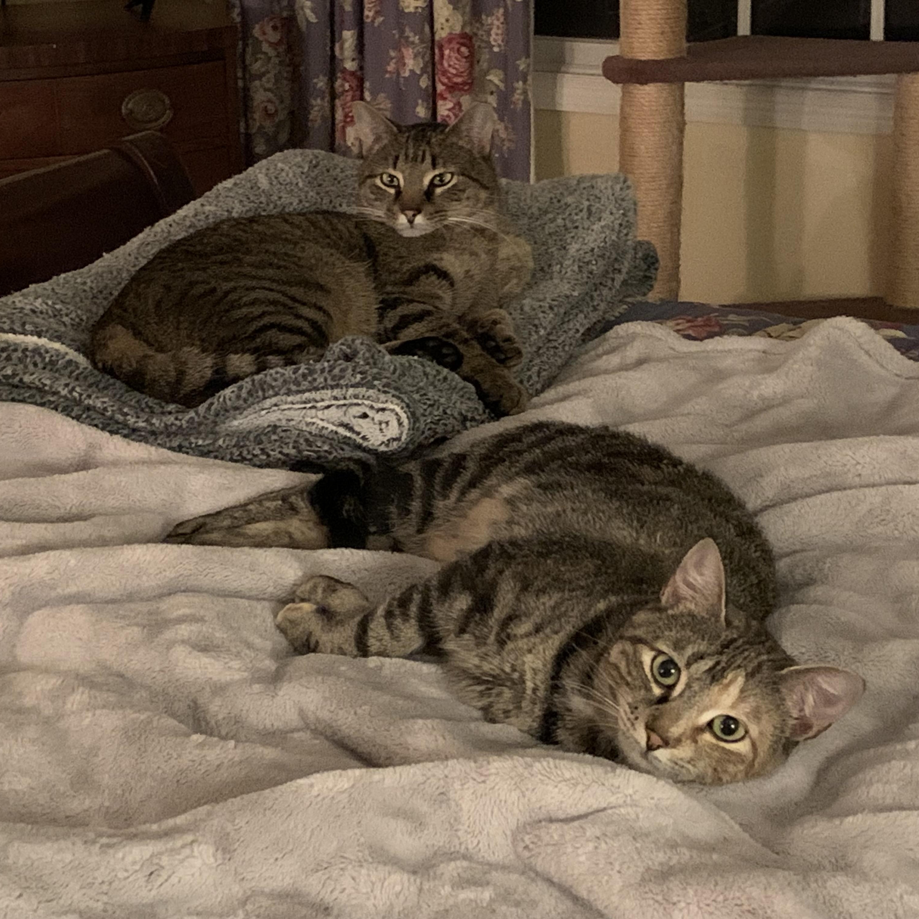 Milley, a Adoptable Domestic Short Hair in Albany, NY image 5/6