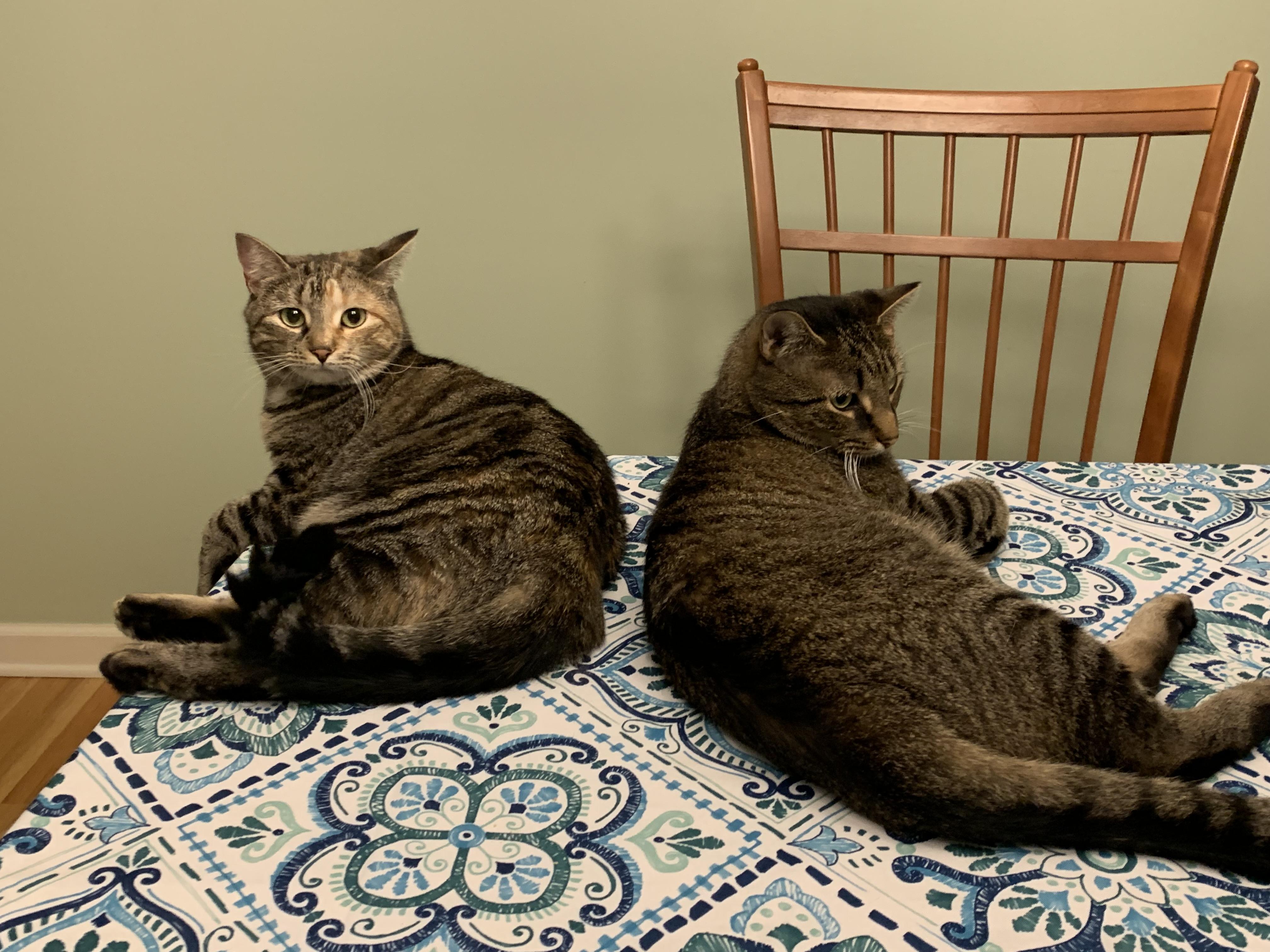 Milley, a Adoptable Domestic Short Hair in Albany, NY image 6/6