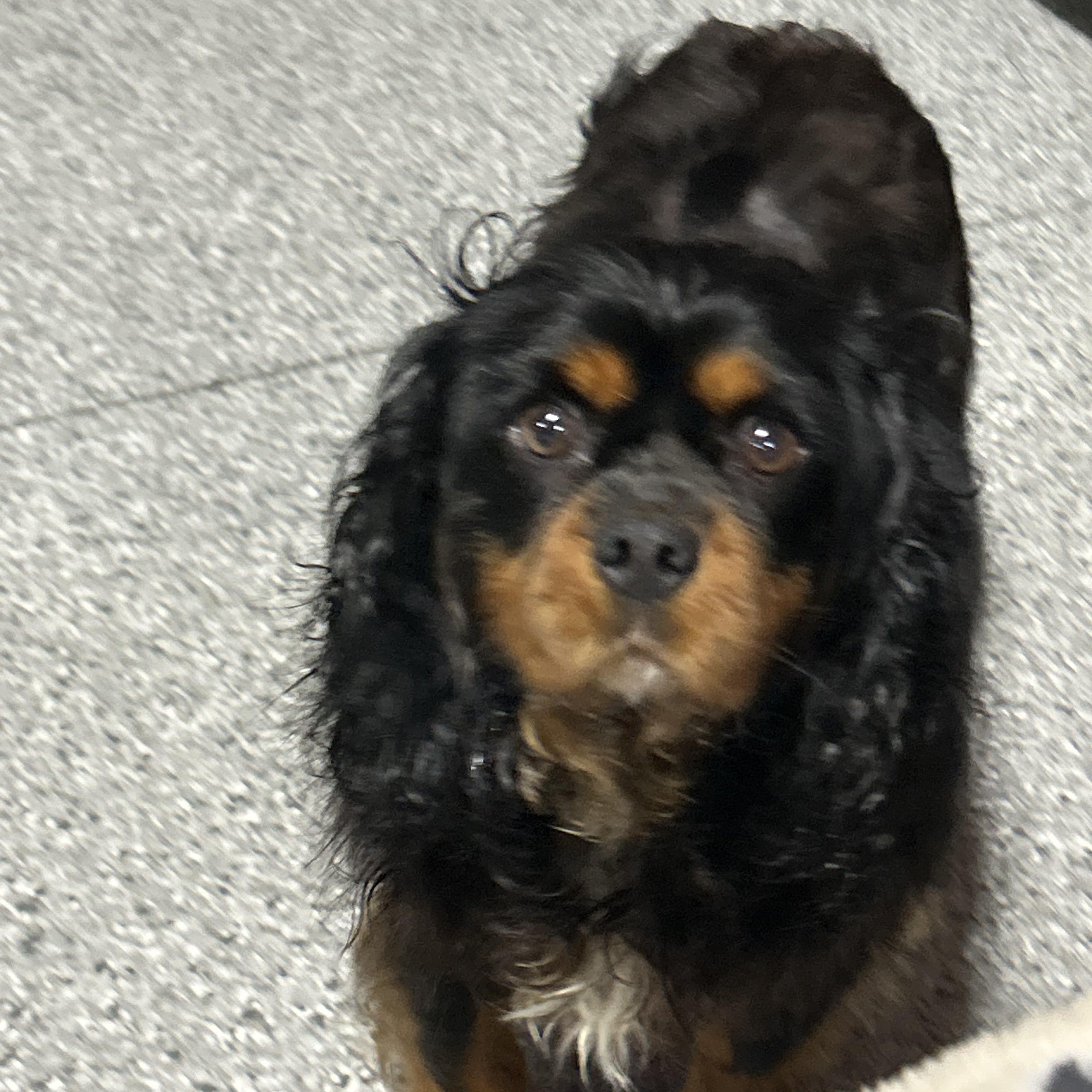 Adopted Cody, Adoptable, Young Male Cavalier King Charles Spaniel.