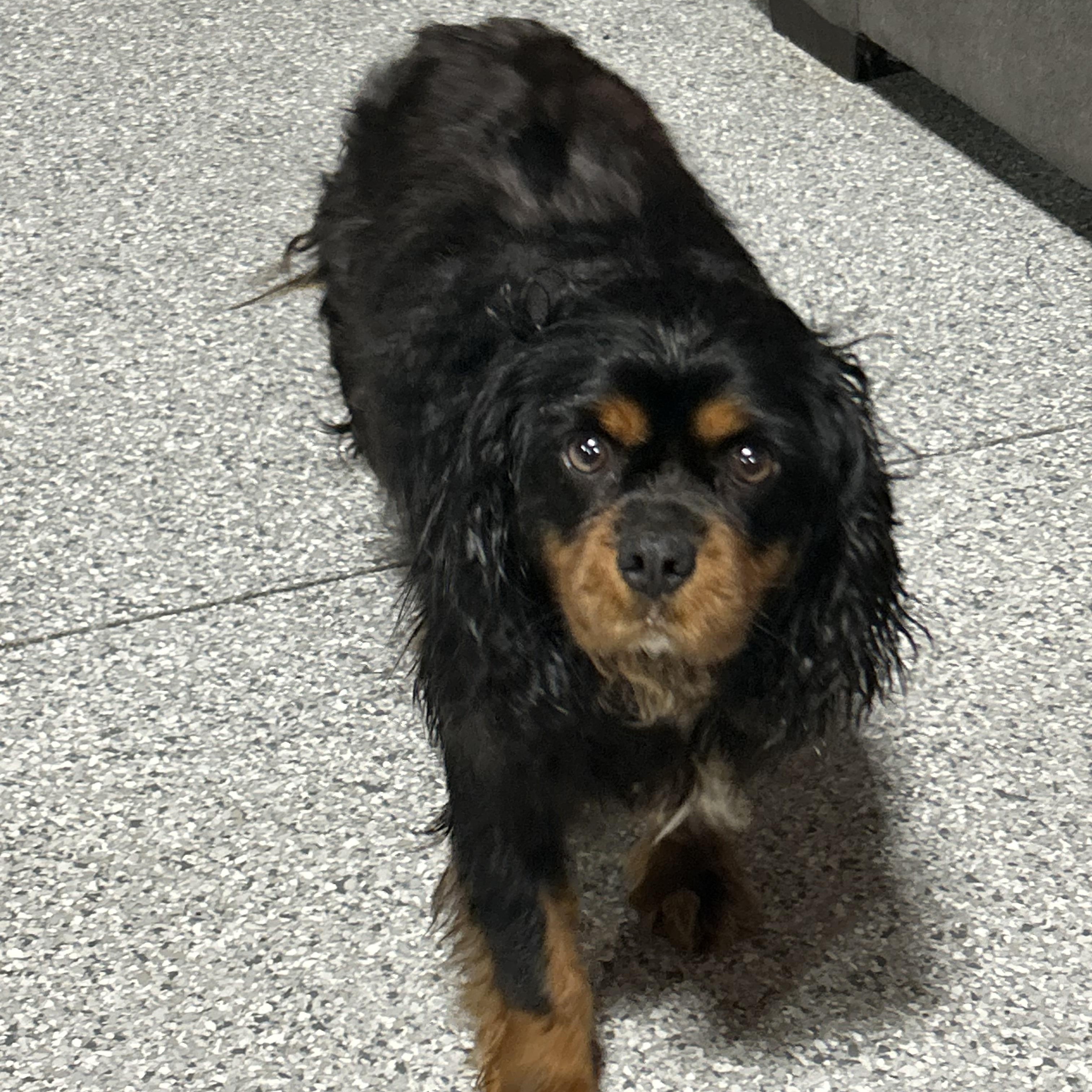 Enlarge Adopted Cody, a Adoptable Cavalier King Charles Spaniel in Antwerp, OH image 4/5