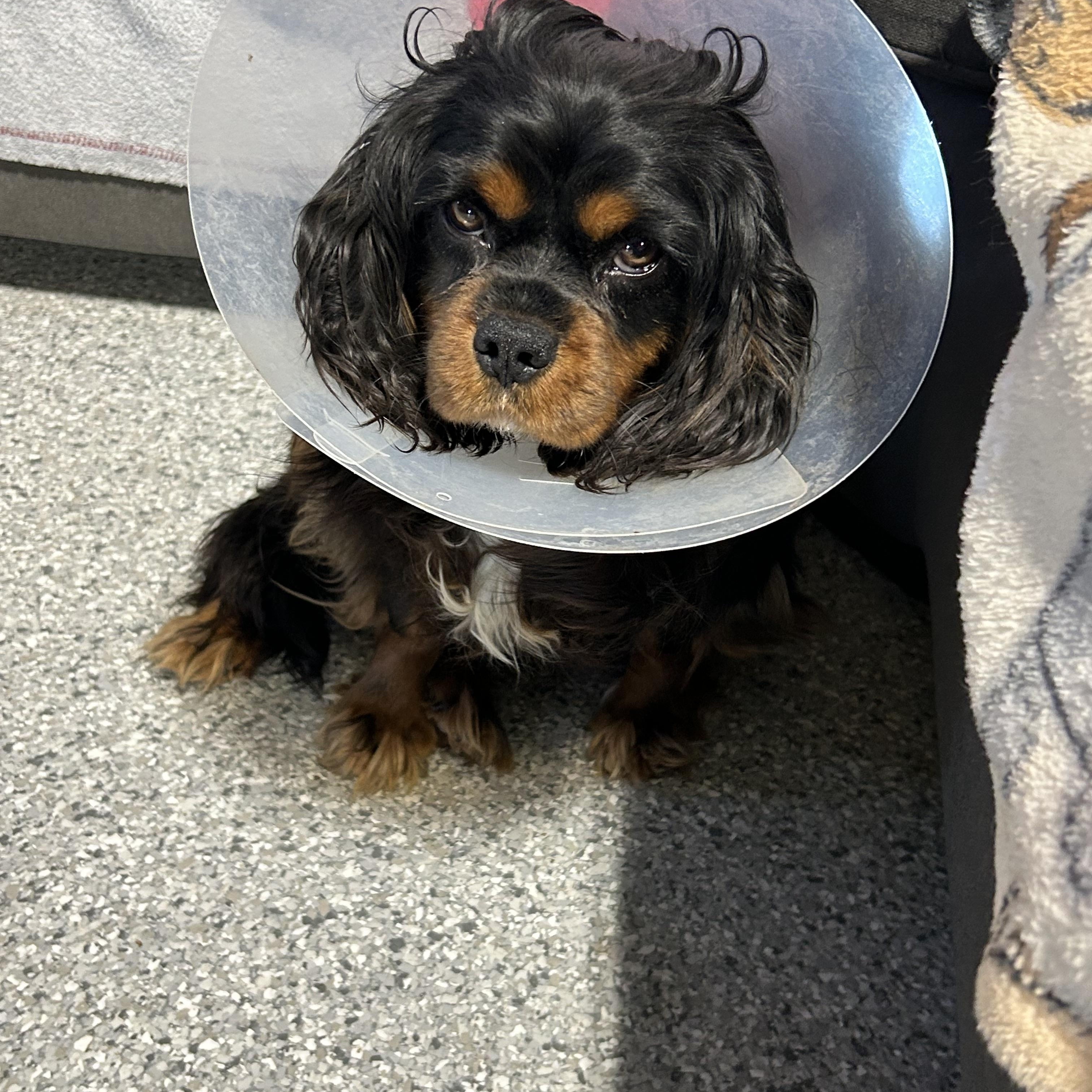 Enlarge Adopted Cody, a Adoptable Cavalier King Charles Spaniel in Antwerp, OH image 2/5