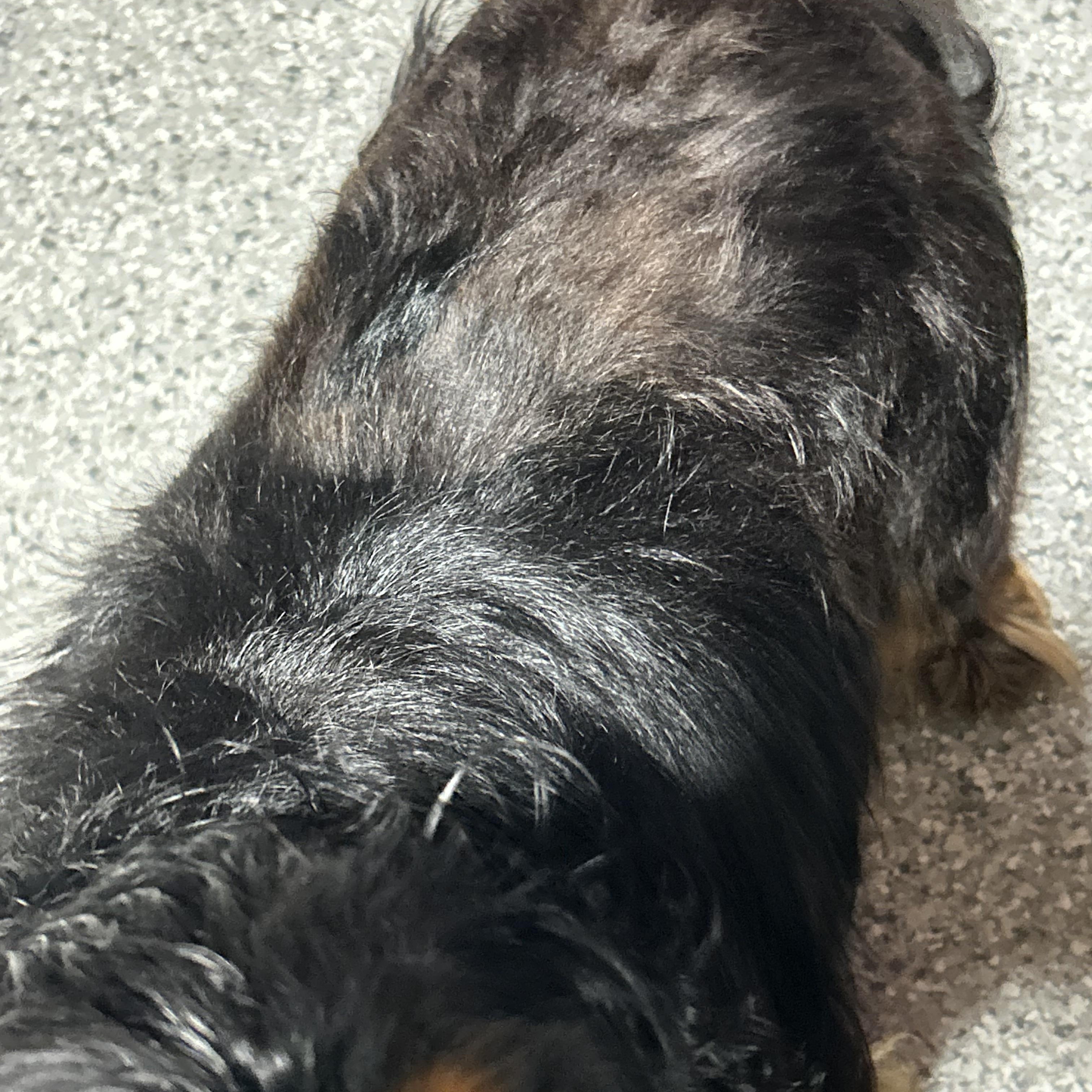 Enlarge Adopted Cody, a Adoptable Cavalier King Charles Spaniel in Antwerp, OH image 3/5