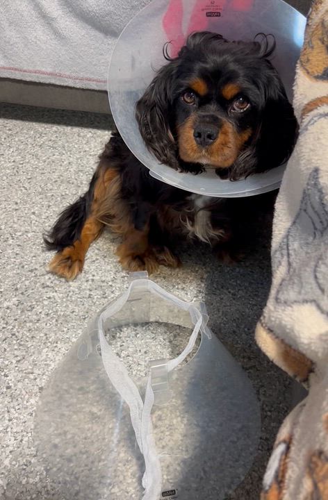 Enlarge Adopted Cody, a Adoptable Cavalier King Charles Spaniel in Antwerp, OH video 5/5