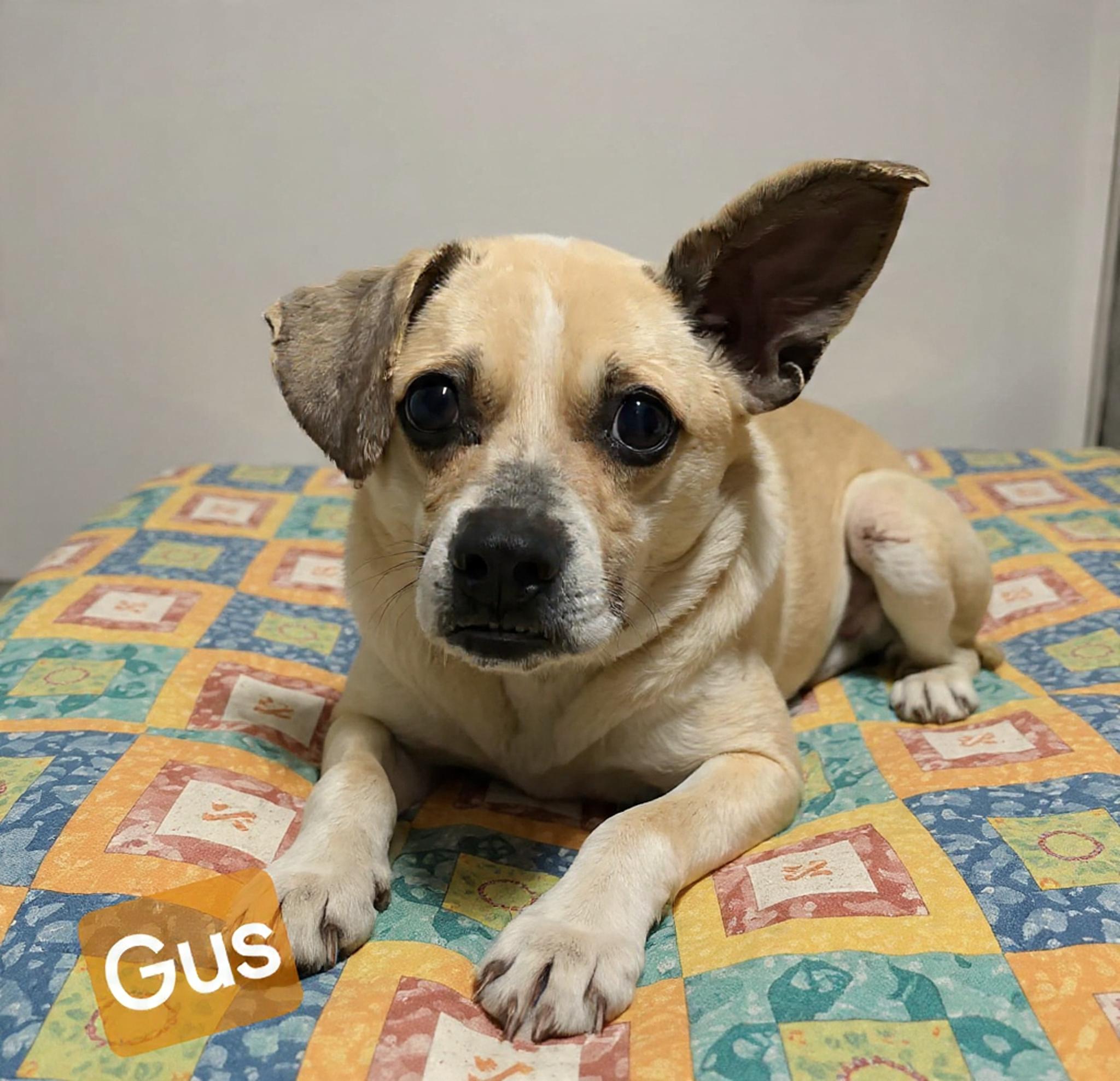 Gus, a ADOPTABLE mixed breed in Wheelersburg, OH image 2/2