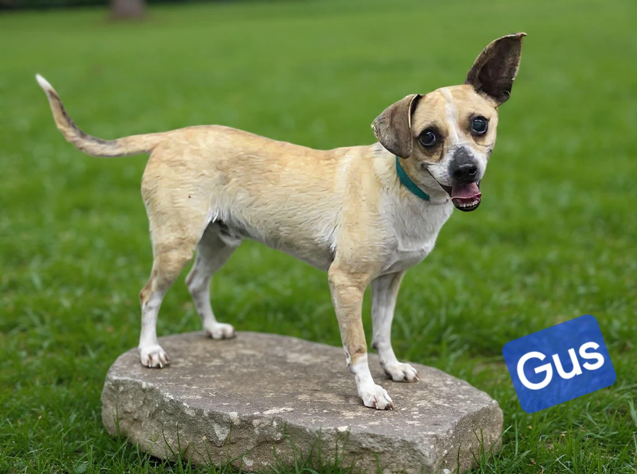 Gus, a ADOPTABLE mixed breed in Wheelersburg, OH image 1/2