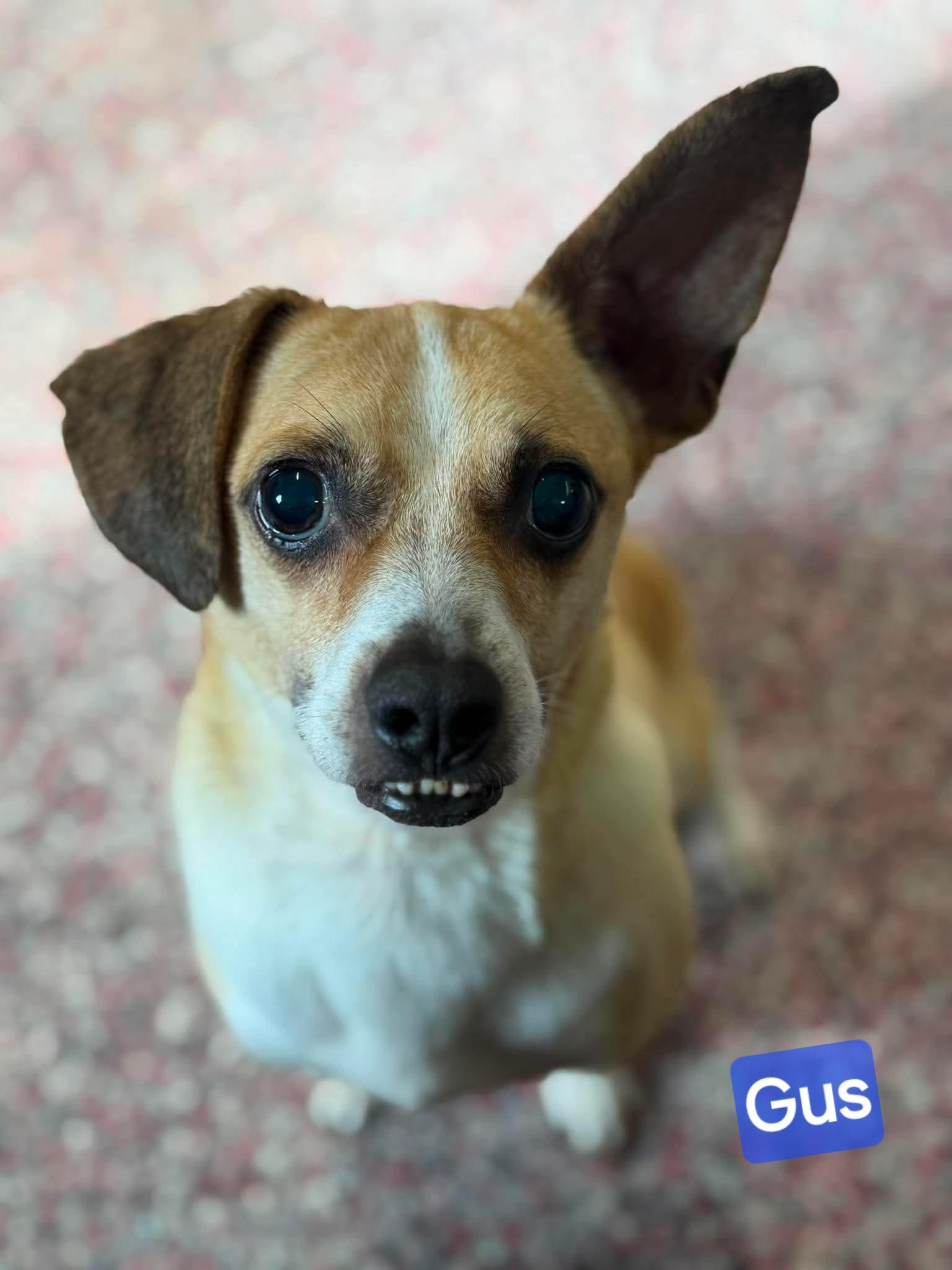 Enlarge Gus, an adopted mixed breed in Wheelersburg, OH image 3/3