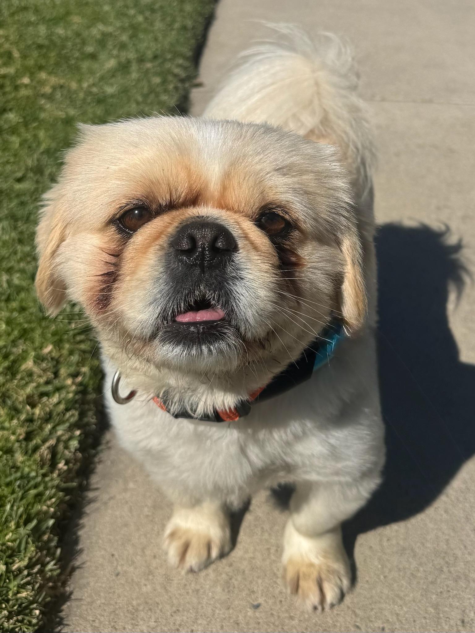 Enlarge Ping, an adopted Pekingese in Newport Beach, CA image 2/4