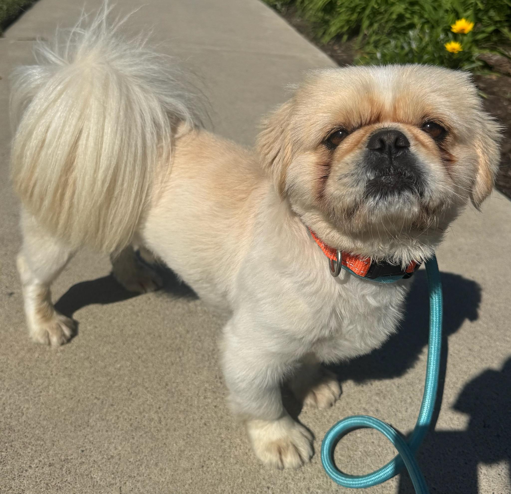Enlarge Ping, an adopted Pekingese in Newport Beach, CA image 4/4