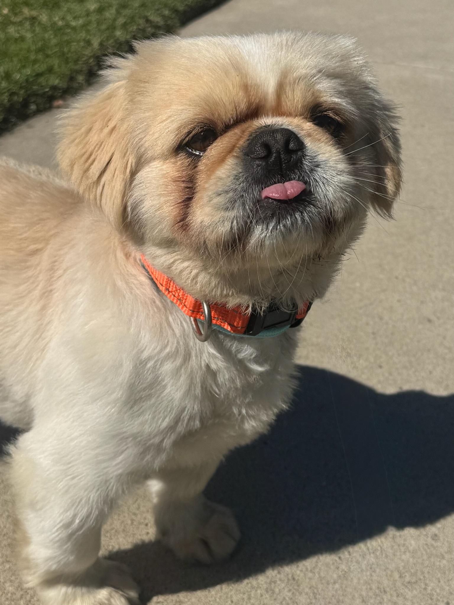 Enlarge Ping, an adopted Pekingese in Newport Beach, CA image 3/4