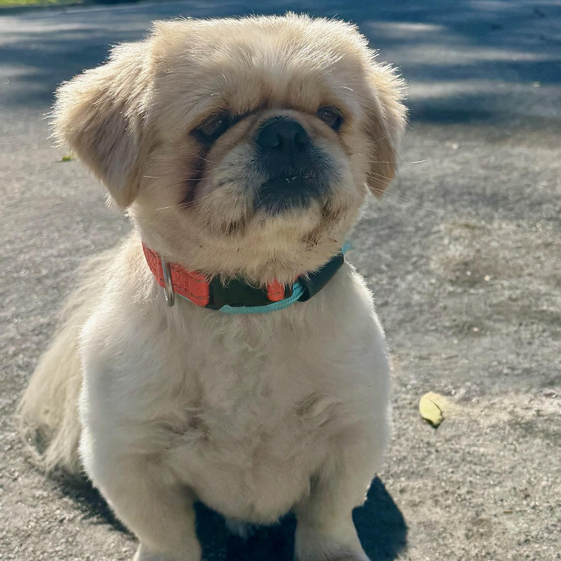 Enlarge Ping, an adopted Pekingese in Newport Beach, CA image 1/4