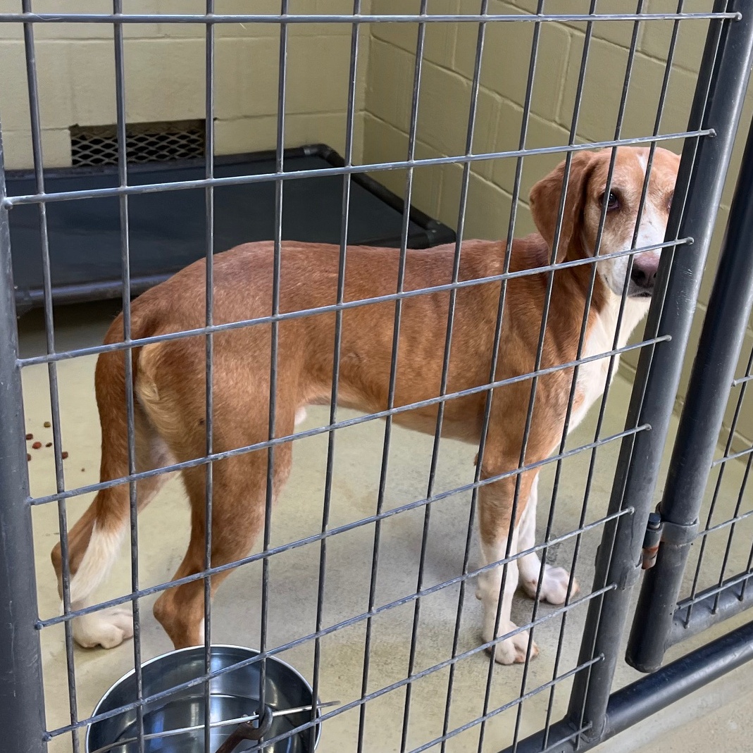 Cullin D., a Adoptable mixed breed in Clarksville, VA image 6/6