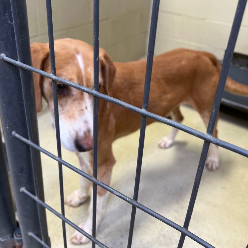 Cullin D., a Adoptable mixed breed in Clarksville, VA image 5/6