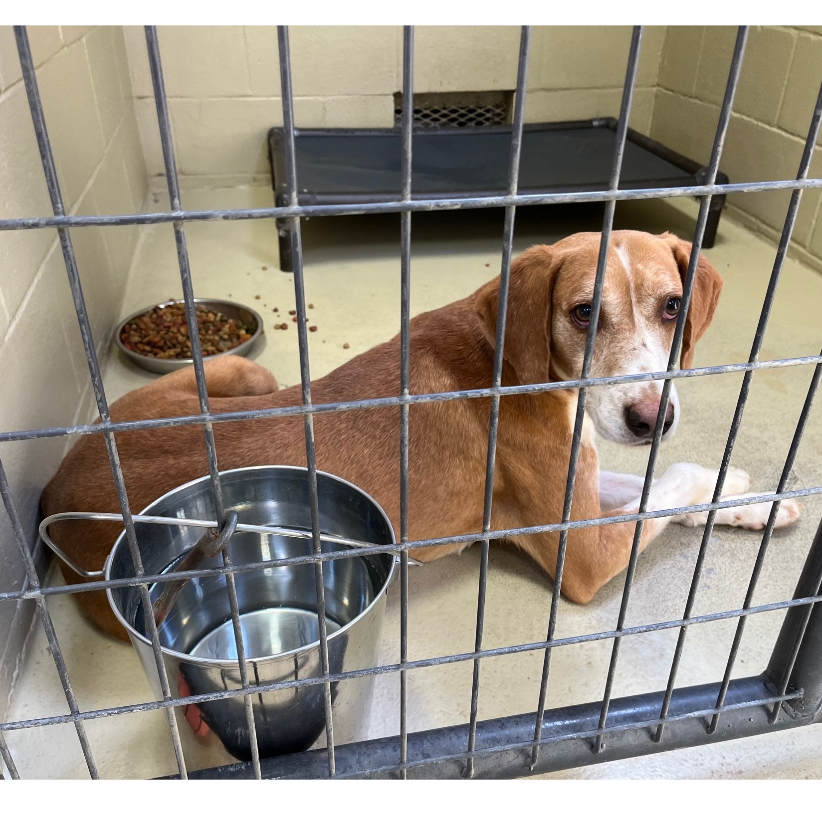 Cullin D., a Adoptable mixed breed in Clarksville, VA image 3/6