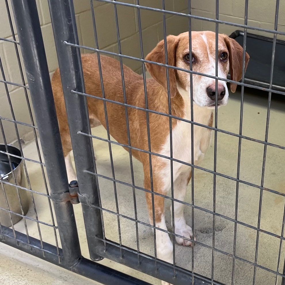 Cullin D., a Adoptable mixed breed in Clarksville, VA image 1/6