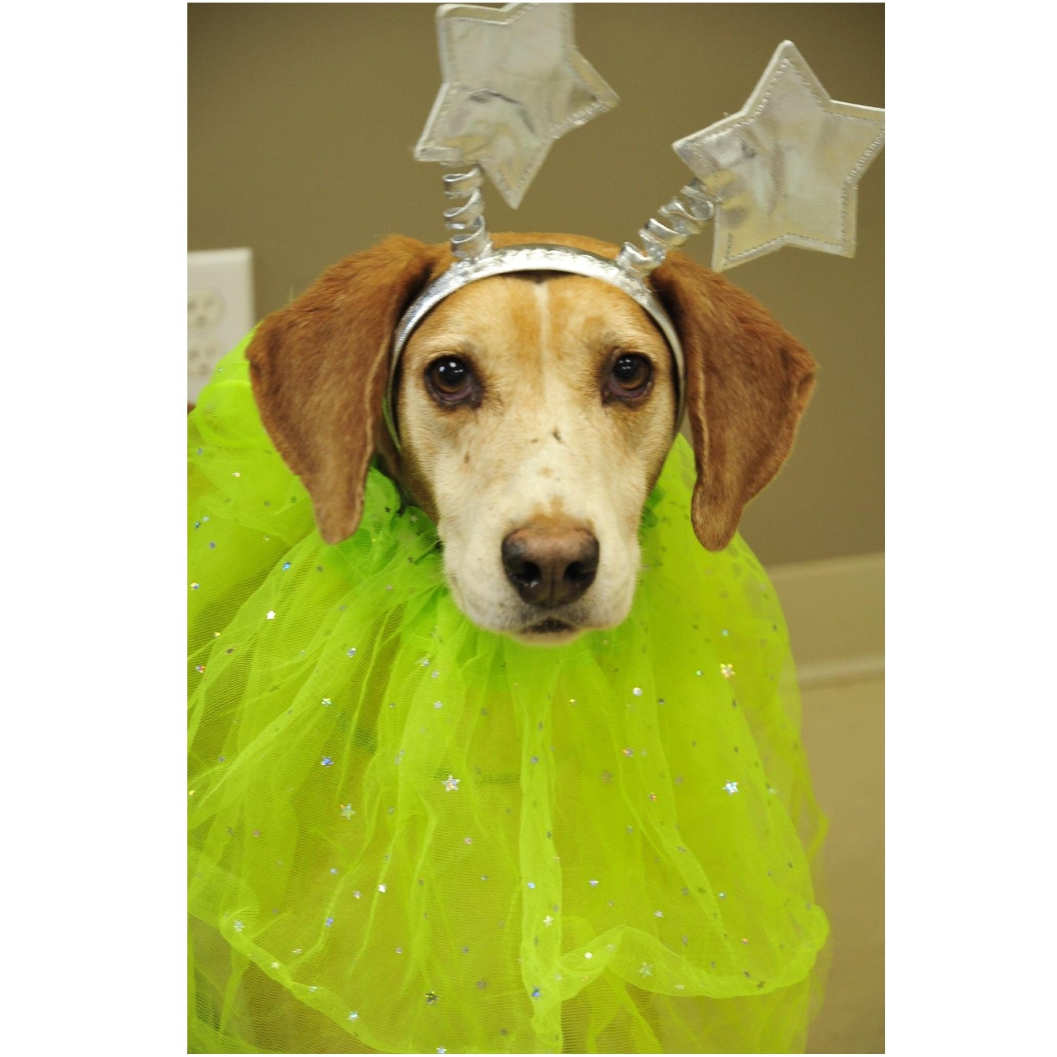 Cullin D., a Adoptable mixed breed in Clarksville, VA image 2/6