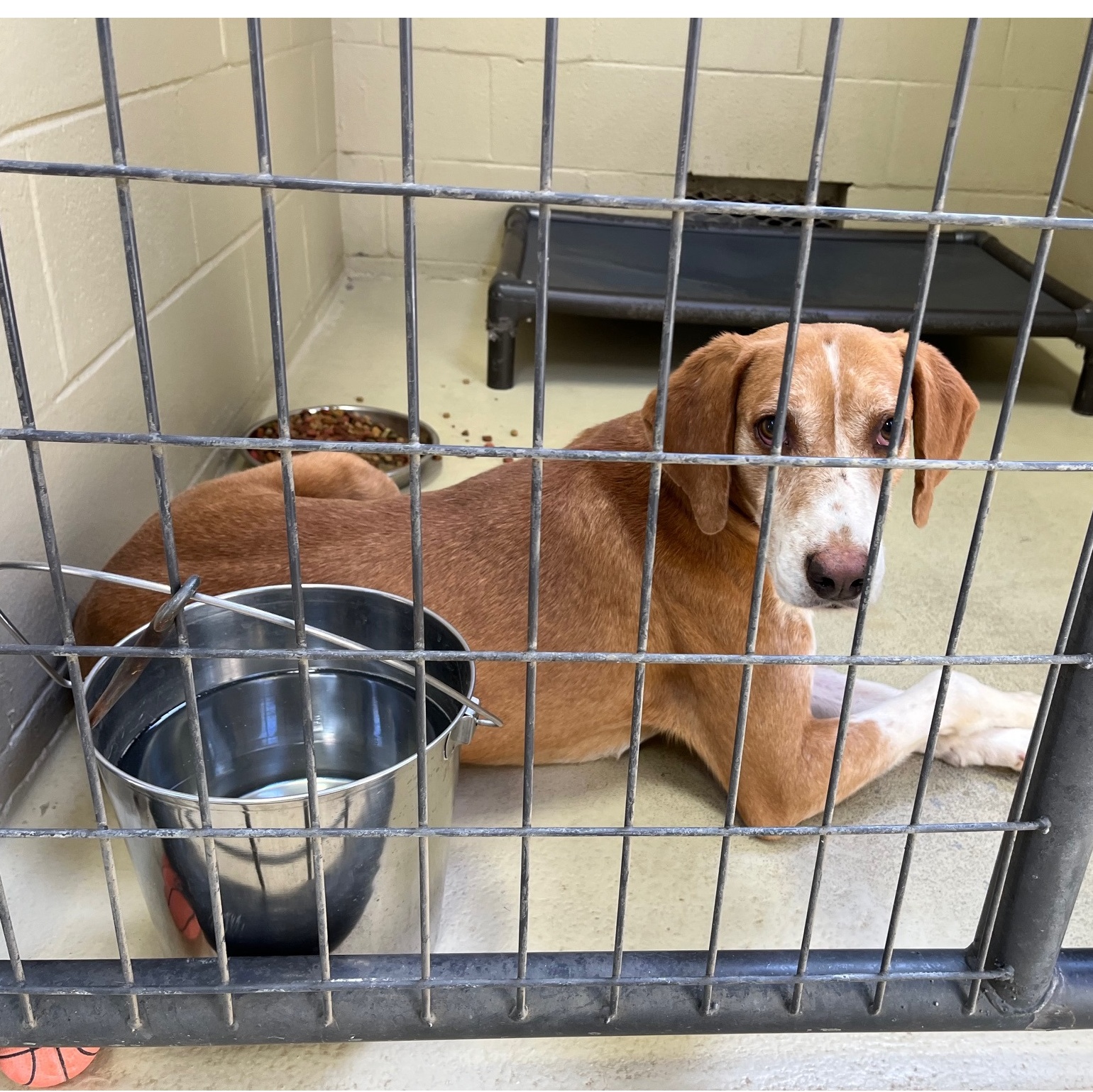 Cullin D., a Adoptable mixed breed in Clarksville, VA image 4/6