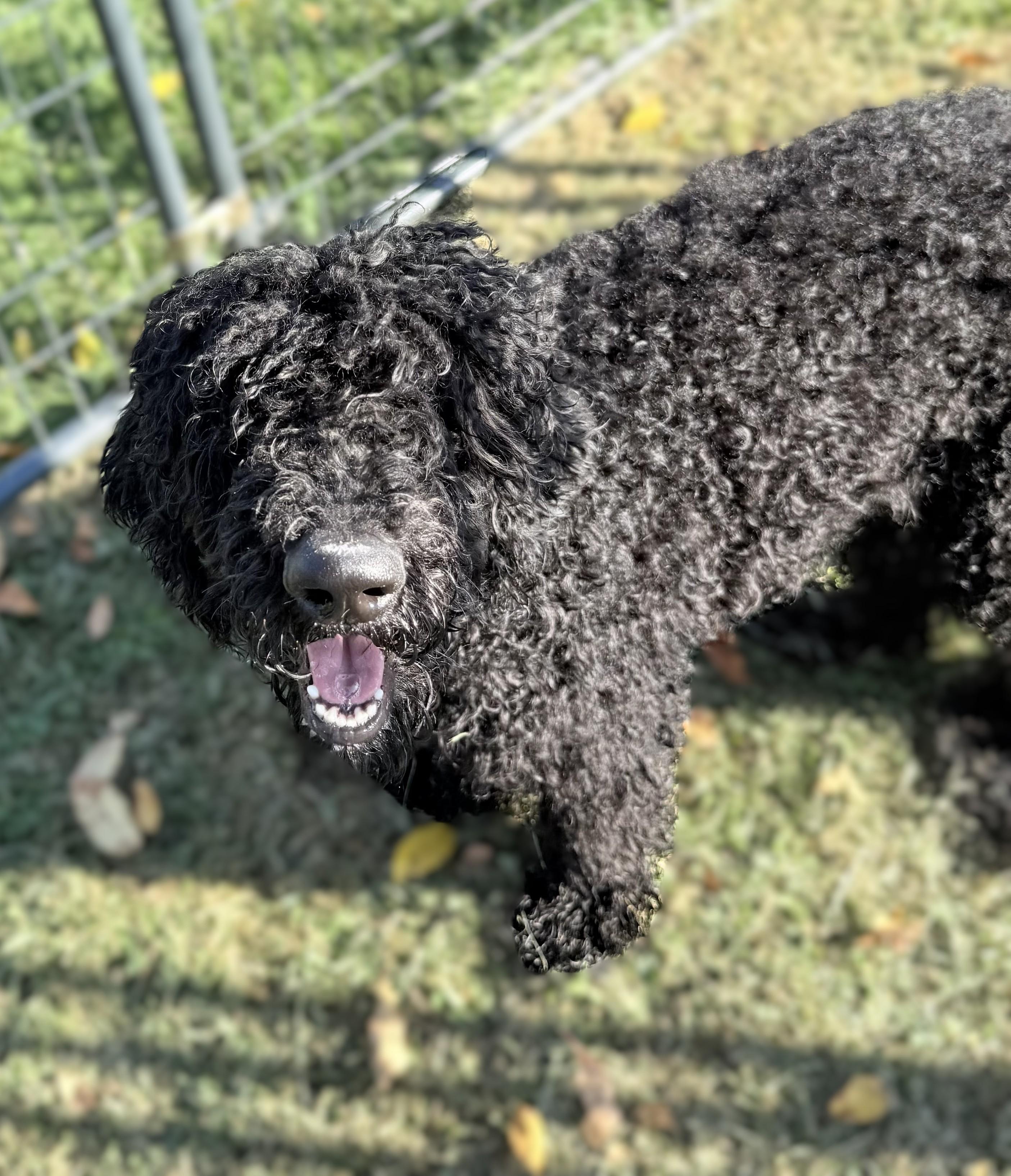 NOODLES, an adoptable Sheepadoodle in Belmont, NY, 14813 | Photo Image 2