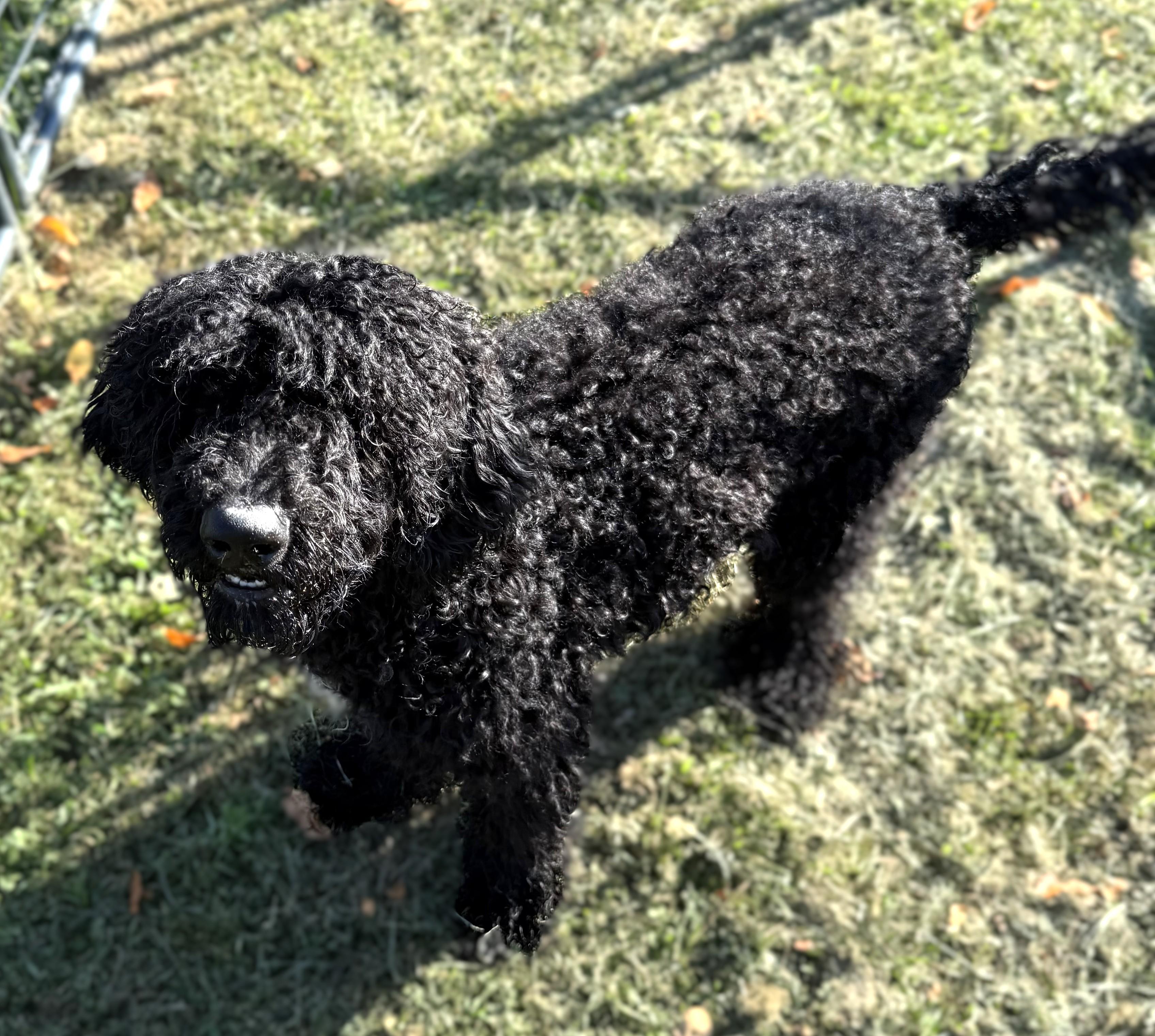NOODLES, an adoptable Sheepadoodle in Belmont, NY, 14813 | Photo Image 3