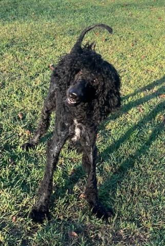 NOODLES, an adoptable Sheepadoodle in Belmont, NY, 14813 | Photo Image 4