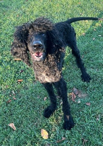NOODLES, an adoptable Sheepadoodle in Belmont, NY, 14813 | Photo Image 5