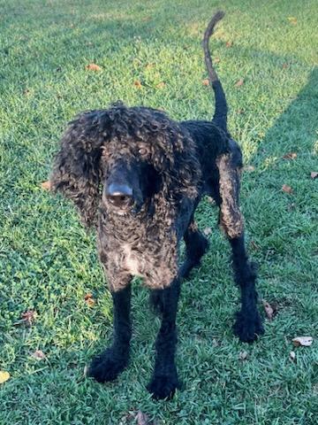 NOODLES, an adoptable Sheepadoodle in Belmont, NY, 14813 | Photo Image 1