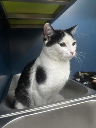 Sheriff Andy, Adoptable, Young Male Domestic Short Hair & Domestic Short Hair.