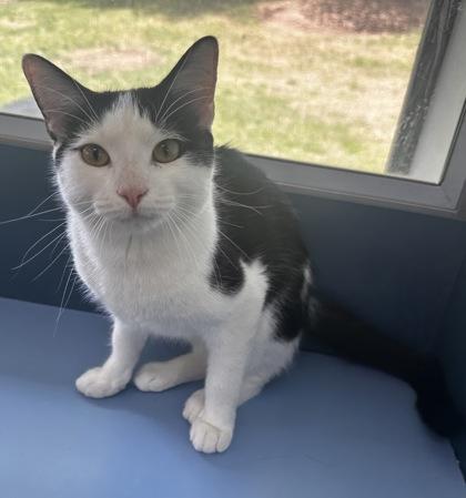 Enlarge Sheriff Andy, a Adoptable mixed breed in Wilkesboro, NC image 2/3