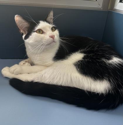 Enlarge Sheriff Andy, a Adoptable mixed breed in Wilkesboro, NC image 3/3