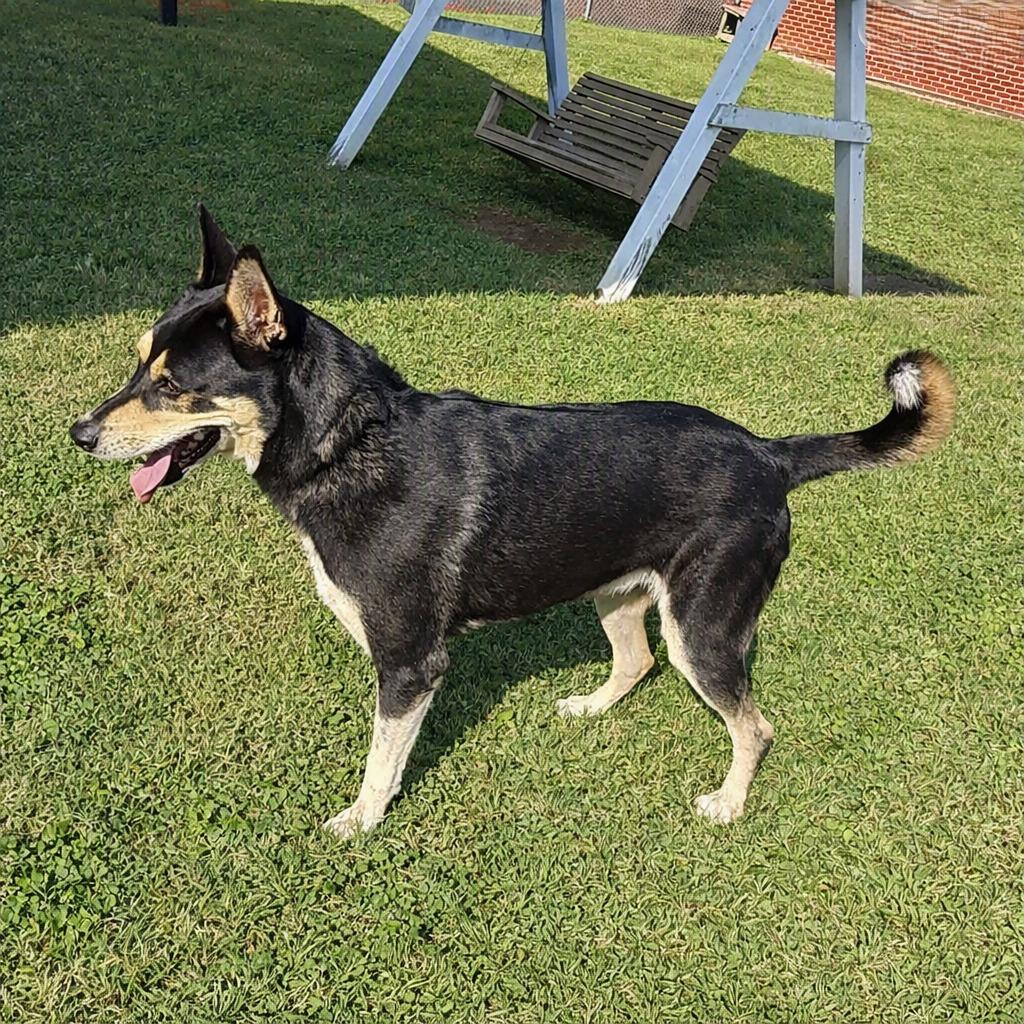 Enlarge Ryder, a Adoptable mixed breed in Brenham, TX image 2/6