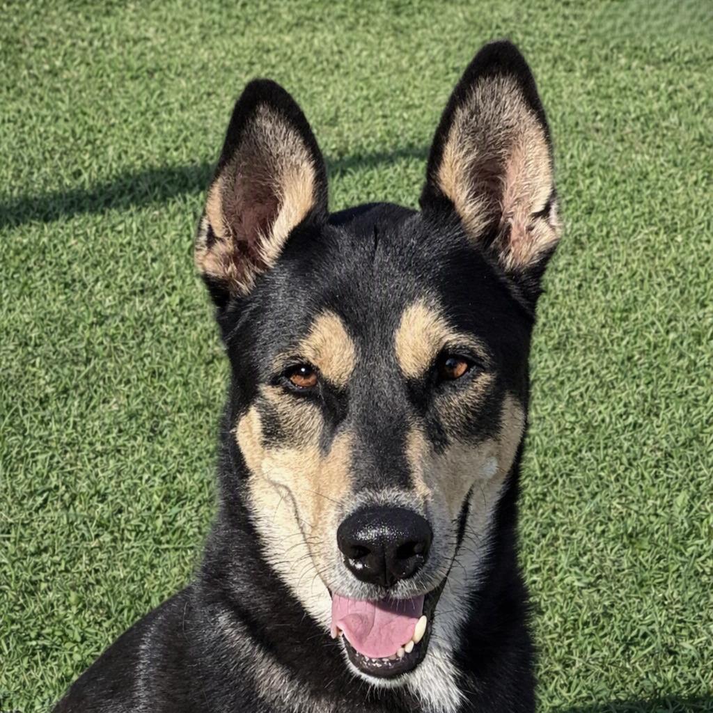 Ryder, Adoptable, Adult Male German Shepherd Dog & Husky.