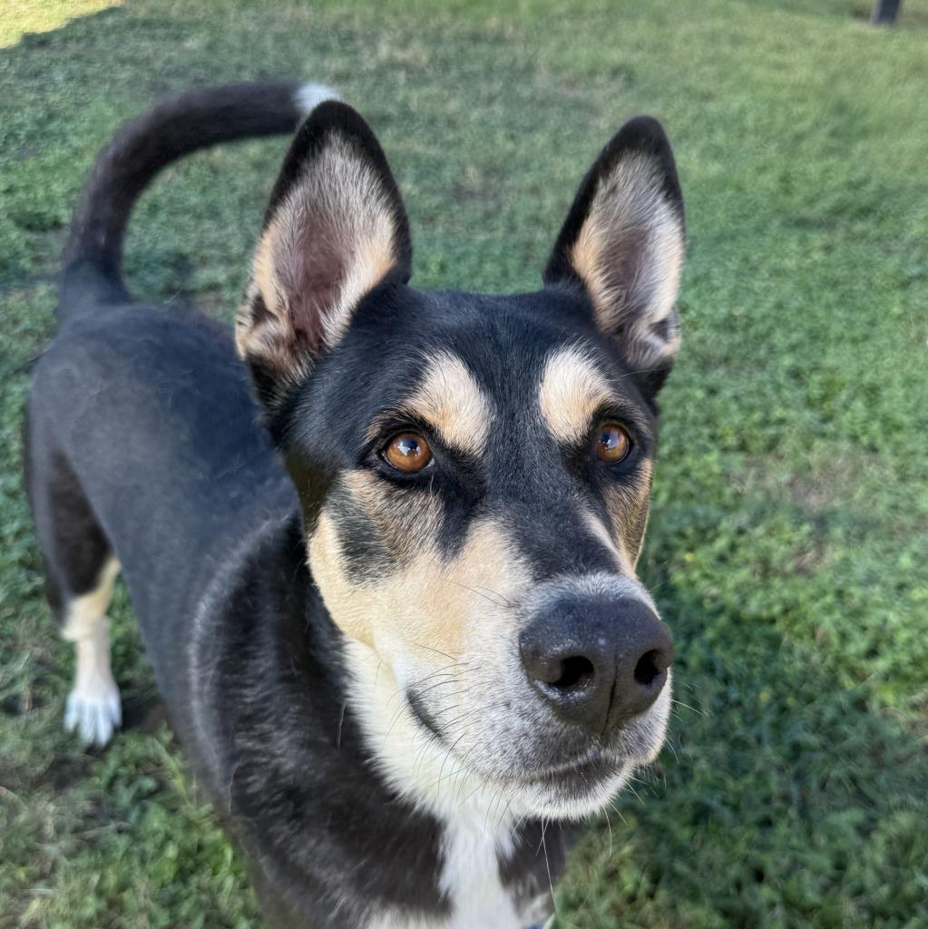 Enlarge Ryder, a Adoptable mixed breed in Brenham, TX image 4/6