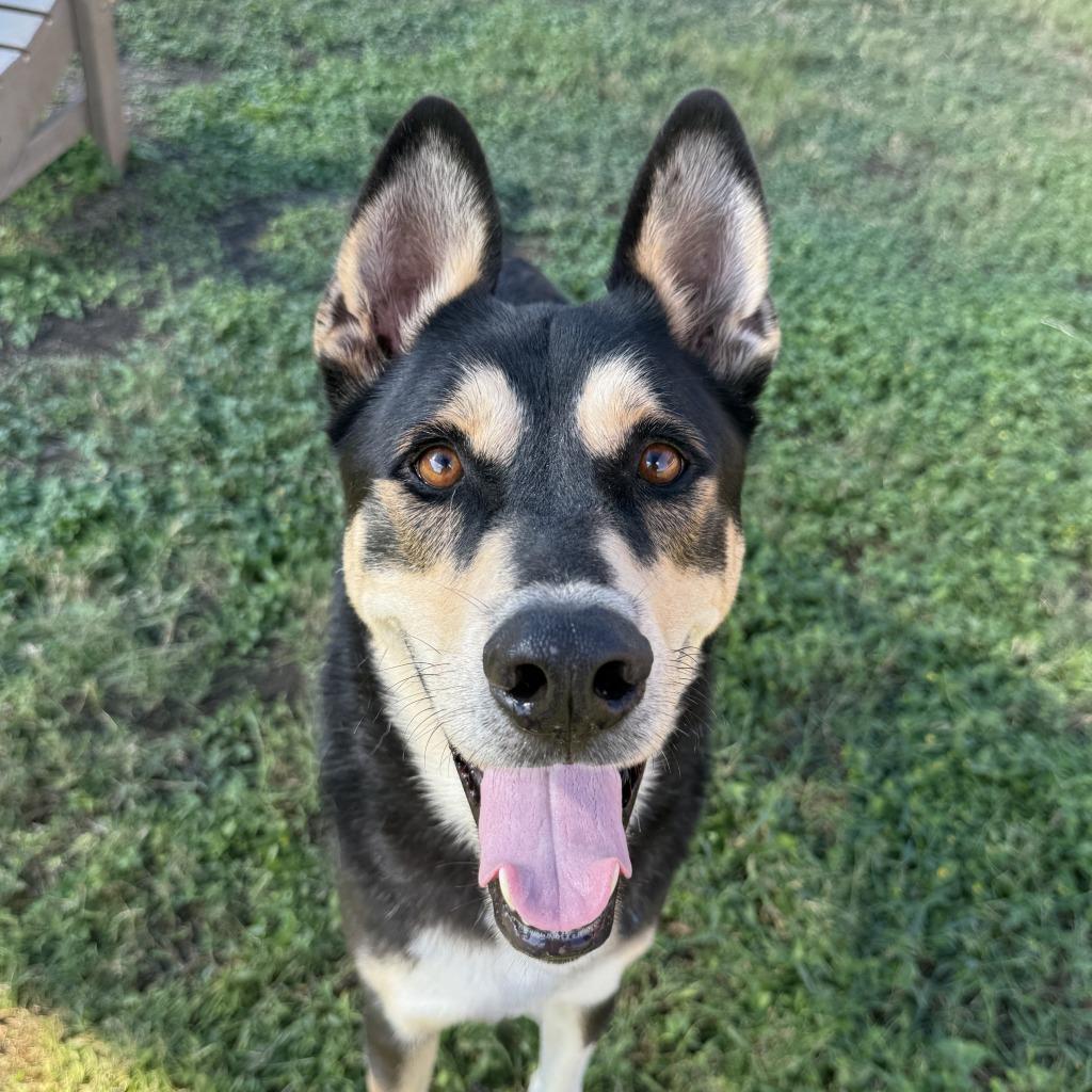 Enlarge Ryder, a Adoptable mixed breed in Brenham, TX image 6/6