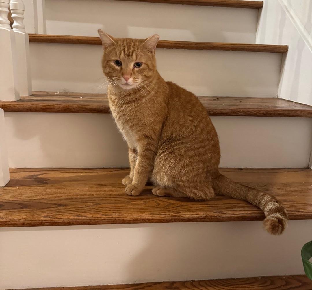 Enlarge Maurice - shy & loving, a Adoptable Domestic Short Hair in Hendersonville, TN image 1/1