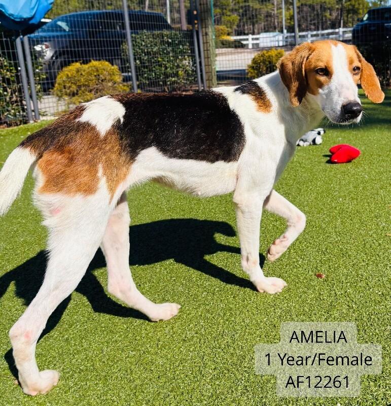 Amelia, Adoptable, Adult Female Hound.