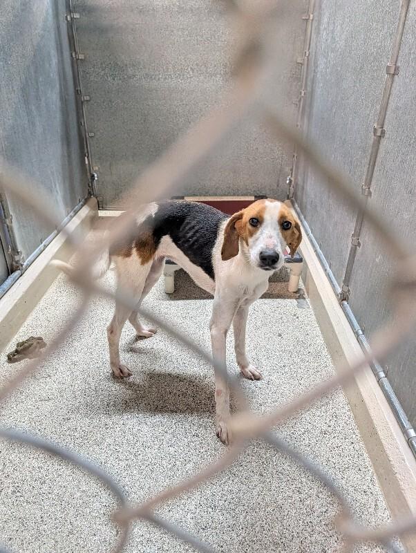 Enlarge Amelia, a Adoptable Hound in Supply, NC image 2/2
