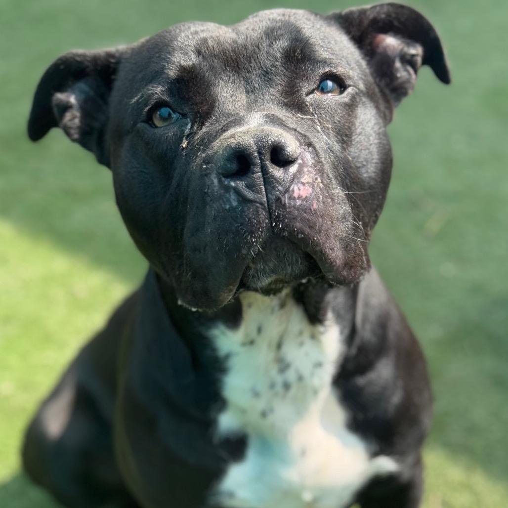 Shayla, Adoptable, Adult Female Pit Bull Terrier.