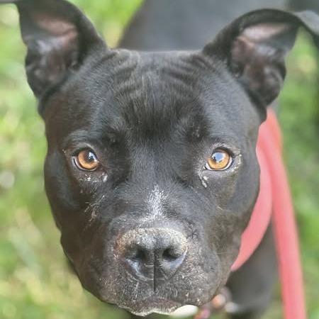 Enlarge Shayla, a Adoptable Pit Bull Terrier in St. Louis, MO image 2/6