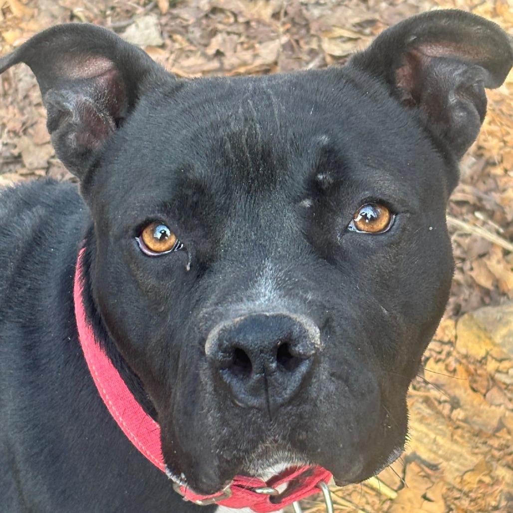 Enlarge Shayla, a Adoptable Pit Bull Terrier in St. Louis, MO image 3/6