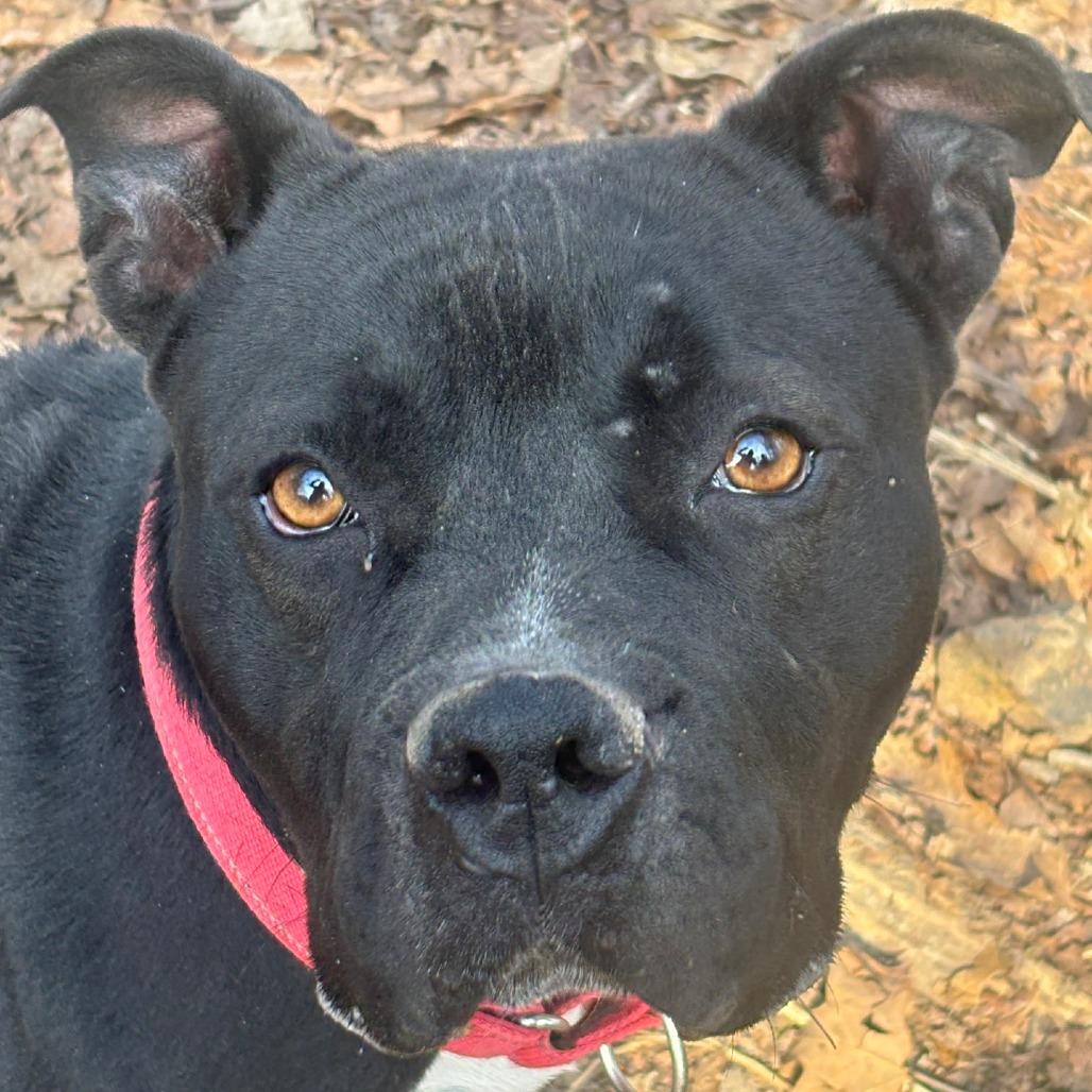 Enlarge Shayla, a Adoptable Pit Bull Terrier in St. Louis, MO image 4/6