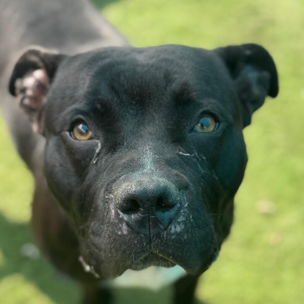 Enlarge Shayla, a Adoptable Pit Bull Terrier in St. Louis, MO image 5/6