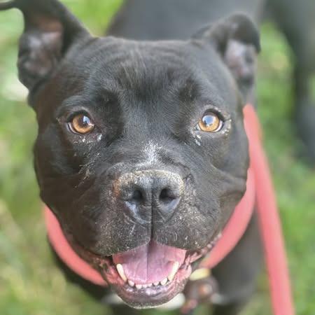 Enlarge Shayla, a Adoptable Pit Bull Terrier in St. Louis, MO image 6/6