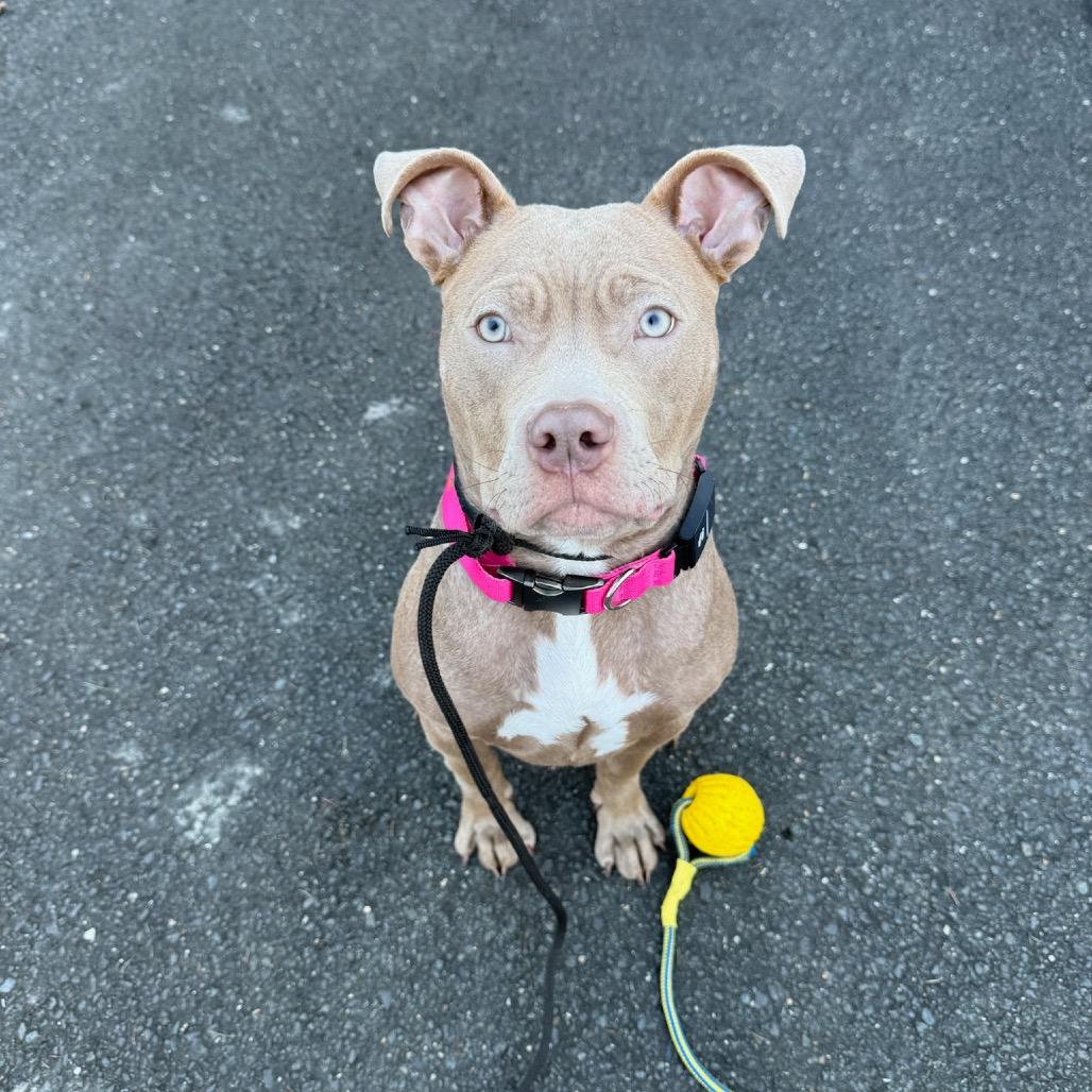 Enlarge Churro, a Adoptable American Staffordshire Terrier in Redding, CT image 1/6