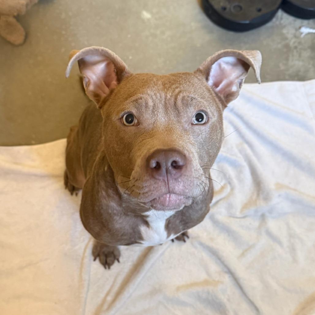 Enlarge Churro, a Adoptable American Staffordshire Terrier in Redding, CT image 2/6